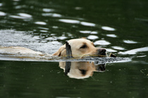 SM-NOME 2007, VOI 1 => FI KVA
Foto Maarit Saarinen