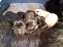 Pennut muutaman tunnin iässä