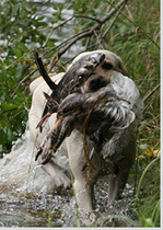 SM 2007 Hankasalmi, foto Maarit Saarinen