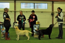LRC:n Puppy & Veteran Show BIS II veteran