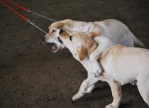 Puppy & Veteran show 2009:
Paras pari, Dora yrittää häiritä veljensä keskittymistä