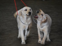 Puppy & Veteran show 2009:
Paras pari, Dora yrittää häiritä veljensä keskittymistä