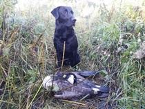 October's Furious Fabion "Mortti" (FT-litter Spud- O. Dancing Caddis)