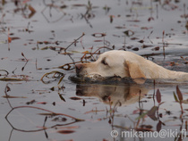 Kuva Mikael Montonen