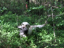 NOME-B Raasepori 7.6.2015 AVO1